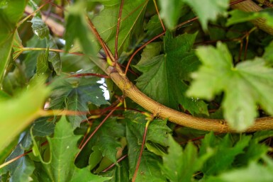 Acer platanoides 'Crimson Sentry' bolvorm 8/10 225cm stam