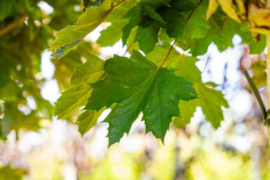Acer platanoides 'Crimson Sentry' bolvorm 8/10 225cm stam