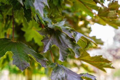 Acer platanoides 'Crimson Sentry' bolvorm 8/10 225cm stam