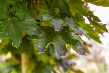Acer platanoides 'Crimson Sentry' bolvorm 8/10 225cm stam