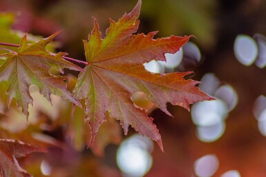 Acer platanoides 'Crimson Sentry' Halfstam