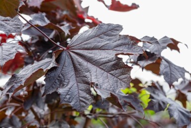 Acer plat. 'Crimson Sentry' halfstam 6/8 120cm stam