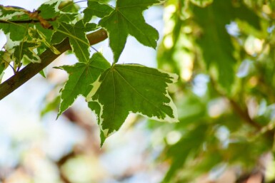 Acer platanoides 'Drummondii' hoogstam