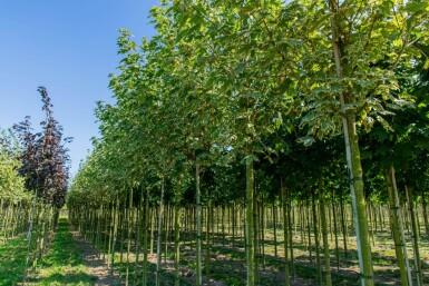 Acer platanoides 'Drummondii' hoogstam 6/8