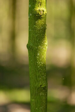 Acer platanoides 'Drummondii' hoogstam 6/8