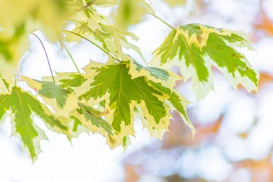 Acer platanoides 'Drummondii' hoogstam 6/8
