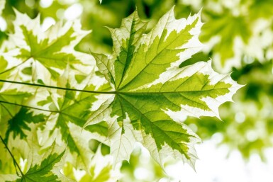 Acer platanoides 'Drummondii' hoogstam 6/8
