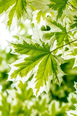 Acer platanoides 'Drummondii' hoogstam 6/8