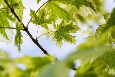 Acer platanoides 'Drummondii' hoogstam 6/8