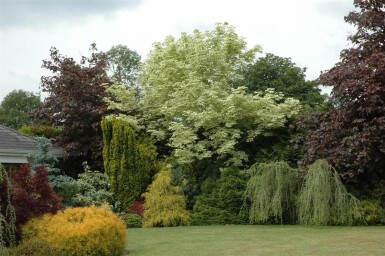 Acer platanoides 'Drummondii' hoogstam 6/8