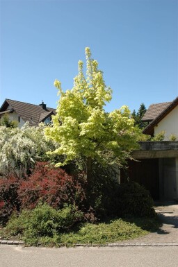 Acer platanoides 'Drummondii' hoogstam 6/8