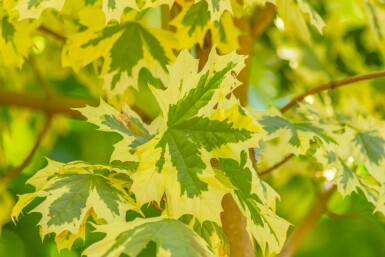 Acer platanoides 'Drummondii' hoogstam 6/8