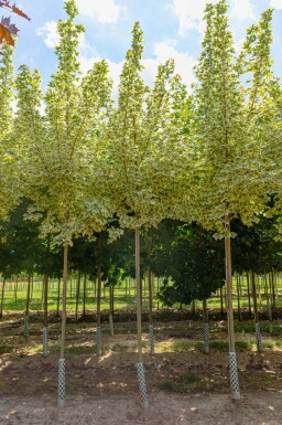 Acer platanoides 'Drummondii' hoogstam 6/8