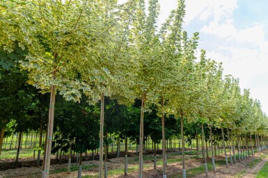Acer platanoides 'Drummondii' hoogstam 6/8