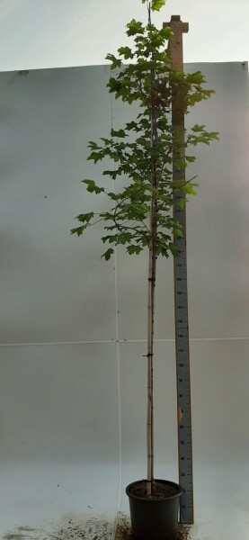 Acer platanoides 'Emerald Queen' hoogstam 14/16