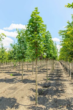Acer platanoides 'Emerald Queen' hoogstam