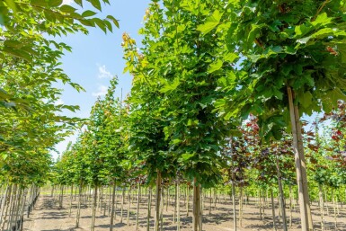 Acer platanoides 'Emerald Queen' hoogstam 14/16