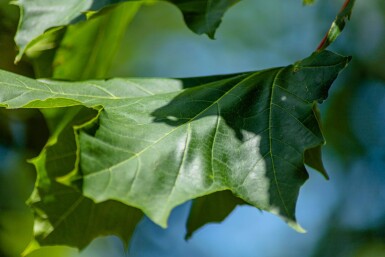 Acer platanoides 'Emerald Queen' hoogstam 14/16