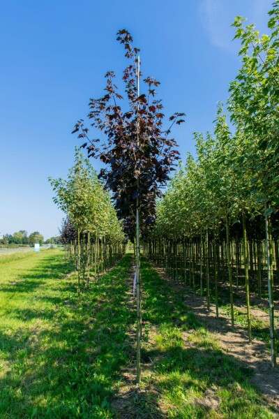 Acer platanoides 'Faassen's Black' hoogstam 10/12