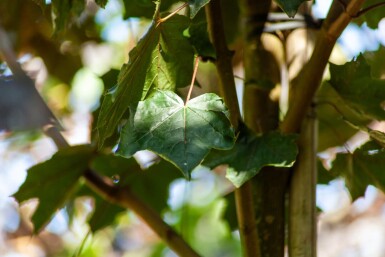 Acer platanoides 'Faassen's Black' hoogstam