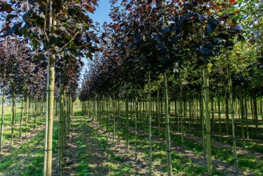 Acer platanoides 'Faassen's Black' hoogstam 10/12