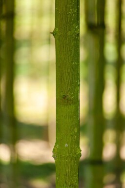 Acer platanoides 'Faassen's Black' hoogstam 10/12