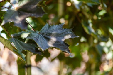 Acer platanoides 'Faassen's Black' hoogstam 10/12
