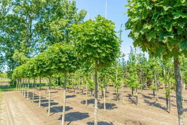 Acer platanoides 'Globosum' hoogstam
