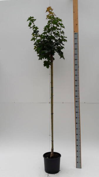 Acer platanoides 'Globosum' halfstam 10/12 120cm stam