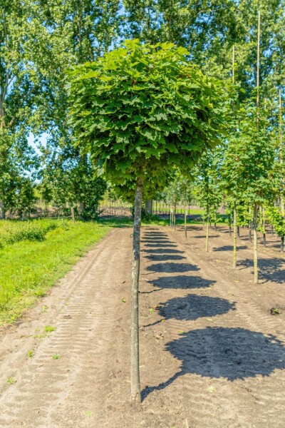 Acer platanoides 'Globosum' bolvorm