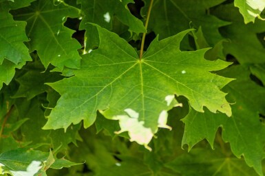Acer platanoides 'Globosum' halfstam 10/12 120cm stam