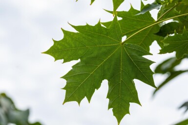 Acer platanoides 'Globosum' halfstam 10/12 120cm stam
