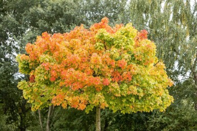 Acer platanoides 'Globosum' halfstam 10/12 120cm stam