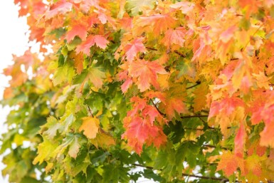 Acer platanoides 'Globosum' halfstam 10/12 120cm stam