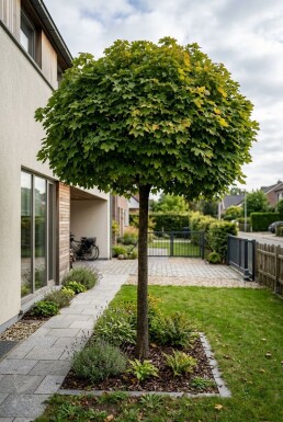 Acer platanoides 'Globosum' halfstam 8/10 150cm stam