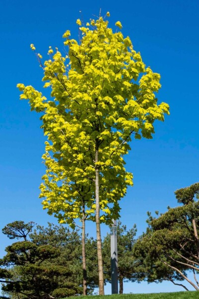 Acer platanoides 'Princeton Gold' beveerd 8/10