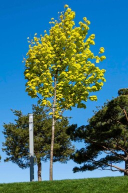 Acer platanoides 'Princeton Gold' beveerd