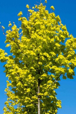 Acer platanoides 'Princeton Gold' beveerd 8/10