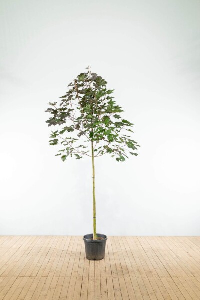 Acer platanoides 'Royal Red' hoogstam 10/12