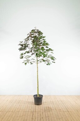 Acer platanoides 'Royal Red' hoogstam 10/12