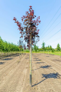 Acer platanoides 'Royal Red' hoogstam 10/12