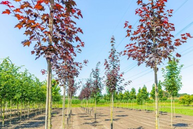 Acer platanoides 'Royal Red' hoogstam 10/12