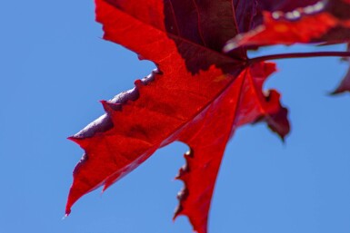 Acer platanoides 'Royal Red' hoogstam 10/12