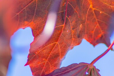 Acer platanoides 'Royal Red' hoogstam 10/12