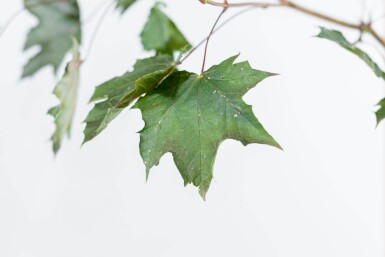 Acer platanoides 'Royal Red' hoogstam 10/12