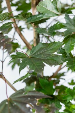 Acer platanoides 'Royal Red' hoogstam 10/12
