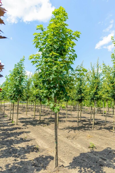 Acer pseudoplatanus hoogstam 10/12