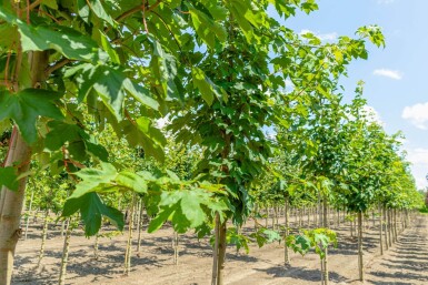 Acer pseudoplatanus hoogstam