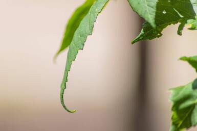 Acer pseudoplatanus hoogstam 10/12