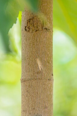 Acer pseudoplatanus hoogstam 10/12